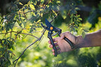 Fiskars Bypass-Gartenschere für frische Äste und Zweige, Antihaftbeschichtet, Hochwertige Stahl-Klingen, Länge: 22,5 cm, Schwarz/Orange, Pro, P90, 1001530