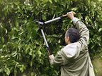 Fiskars PowerGearX Amboss-Getriebeastschere für trockenes und hartes Holz, Antihaftbeschichtet, Gehärteter Präzisionsstahl, Länge: 80 cm, Schwarz/Orange, LX99-L, 1020189