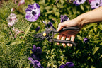 Fiskars Bypass-Gartenschere für frische Äste und Zweige, Antihaftbeschichtet, Hochwertige Stahl-Klingen, Länge: 22,5 cm, Schwarz/Orange, Pro, P90, 1001530